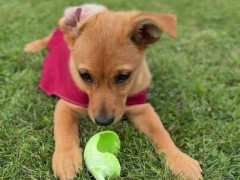 一時預かりのはずが家族になった子犬、手作りの服を着てボール投げ器にかじりつく【海外の反応】
