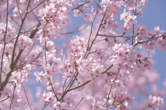 【トラブル】入学以来友達ができず悩む子に良い友達を作るよう話していたが、友達作りに力を入れすぎるのもどうかと思う