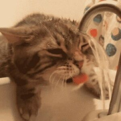 【GIF画像】朝からニヤッとしたら負けなｗｗｗｗｗｗｗ