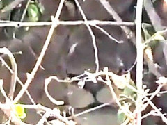 ケニアのサファリ、車の窓の外の茂みをズームしたら枝の奥にライオンがいた　海外「文字どおり茂みで待ち伏せしてる」【海外の反応】