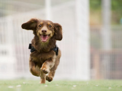 【衝撃】東京に住む1万人以上を調査した結果、『犬を飼うと認知症リスクが48％減る』と判明