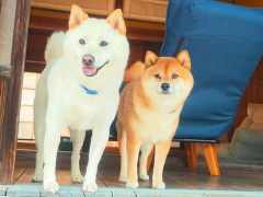 外国人「柴犬たちと過ごすのが最高！」Animamilleが130年の伝統的な家で旅行してる