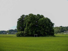 【画像】こういう田舎特有の「謎の神社」の魅力ｗｗｗｗ