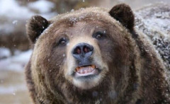 クマ殺処分へのクレームを入れる人達、クマがいない地域に住んでいた
