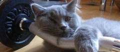 どっかの学者の発表で『猫は砂糖の甘さが分からない』とかあったけど  あれ絶対ガセだよな【再】