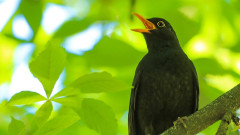 人間にとって最も心地よい鳴き声を持つ鳥は「クロウタドリ」であることがドイツの調査で判明