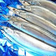 サンマは1匹じゃ足りないからいつも2匹食いしてる 頭と背骨と尻尾以外全部食うけどおかずとして1匹じゃ全然足りない