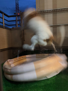 【画像】お犬様プールにテンション爆上がりｗｗｗｗｗ