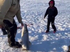 氷の穴から上がってきた魚が、釣った男の子の背丈とほぼ同じ　海外「一生モノの記憶になるやつ」【海外の反応】