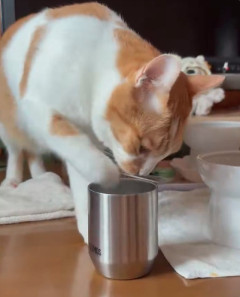夜中に聞こえた“ペチャペチャ”という音⇨愛猫のまさかの行動に「知らぬが仏とはこの事w」の声