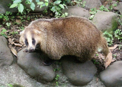 彼氏「猟師の資格を持ってる」私（え！ヒグマを素手とかで倒しちゃったら惚れ直しちゃうな！）　→　アナグマを目の前で捌かれて冷めた。だってその時の彼氏の反応が……..