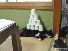 【画像】 寝てる猫に乗せてみた。【再】