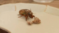 【画像】セミの肉、おまえらの想像の2.5倍くらいお肉ｗｗｗ