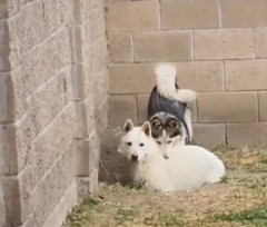 【動画】犬さん、悪さバレて困惑顔www