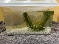 メダカを室内で飼うとか言ってた者だけど