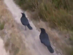 「うちらの木、見に来て」とばかりに人間の前をトコトコ歩いていくカラスたち【海外の反応】