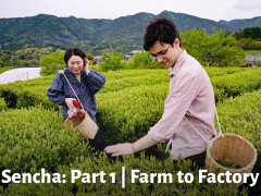 外国人「日本の緑茶についてもっと知りたい」Tezumiが煎茶の作り方を詳しく紹介してる