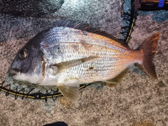 釣り行ったら大物釣れた