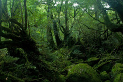 【戦慄】屋久島で『衝撃的な事件』が発生してしまう！！！！！