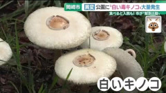 岡崎市の公園に猛毒“白いキノコ”大量発生 長雨原因か「触るのも危険」[9/13]