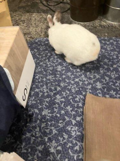 【朗報】うさぎさん、ガチでかわええｗｗｗｗｗｗｗｗｗｗ