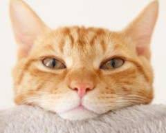 【画像】脱走したネッコ、友達を連れてくる🐈🐈