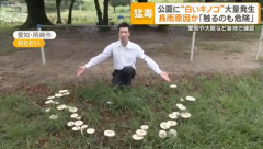 猛毒キノコ、愛知の公園で大量発生
