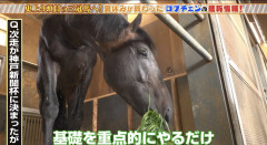 【競馬】ロブチェンは格闘家だった！？