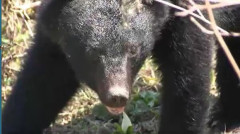 【長野】「クマが車に向かってきた」体長約1.5mのクマが車に体当たり　ボンネットに覆いかぶさる　運転の30代男性けがなし