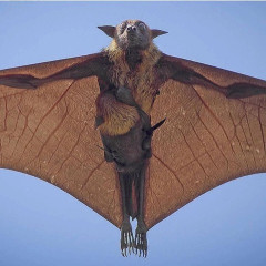 【画像】オーストラリアのコウモリ、怖すぎるｗｗｗｗｗｗｗｗｗｗｗｗ