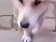 野良犬にオヤツをあげていた。これと交換ね♪ → いつからか、ちゃんとお土産を持ってくるようになった…