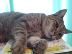 【画像】 猫の不貞寝【再】