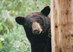 【動画】クマサン、股間へ強烈な一撃！！