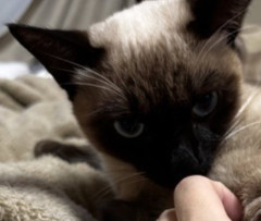 ワイ、小柄な猫を引き取るｗｗｗｗ
