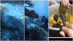 【世界よこれが中国だ】中国人さん、インドネシアにて絶滅危惧種の幻ウミガメを水中銃で撃ち、調理して食べる