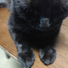 紹介された男性と３回目のデート中にプロポーズされた。念のために彼の氏名と、居住地の市町村名でぐぐったところ、婚活スレに彼について数回に渡って書き込みがあり・・・