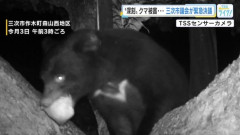 【広島】深刻　クマ連日出没　１軒の農園だけでナシ５０００個以上被害か…対策強化求め緊急決議