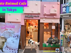 外国人「動物カフェが楽しそう」mozadella.studioが東京の新しい動物カフェを紹介してる