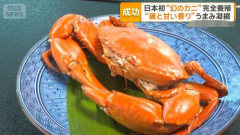 【朗報】日本、“幻のカニ”の完全養殖に成功！
