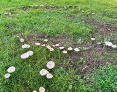 【画像】長雨のせいで謎のキノコが大量発生