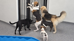 おまえら全員だしてやんよ。犬の保育園で脱走の手引きをした犬により園内パニック！