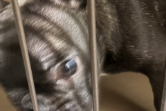 【画像】犬飼ったで！！！