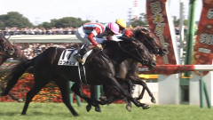 2冠馬ロブチェン杉山師「菊花賞直行ローテにする勇気は僕にはなかった」