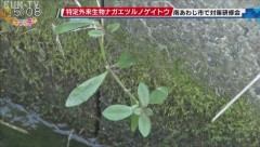 ズバ抜けた繁殖力を持つ外来植物「ナガエツルノゲイトウ」が猛威をふるっている模様