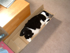 【画像】 新巻猫？【再】
