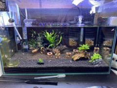 【困惑】次に何のメダカを買えば良いかあげてけ・・・・・・・・・