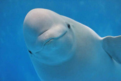 【動物園】何の生き物が好き？【水族館】