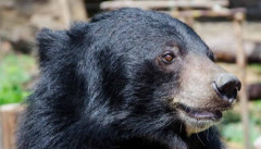 高尾山中腹の登山道にツキノワグマ出没　シルバーウイーク直前で注意喚起、東京・八王子市
