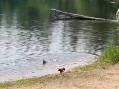 池のほとりに１匹の犬がいた。お前ら仲良し過ぎるだろ！ → アヒルと一緒にこうします…