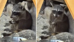 絶滅危惧種のピグミーアライグマ、ゴミの紙を水に浸して丸めておもちゃを作る